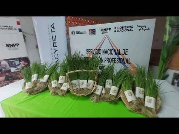 Con 'Koga Tembi´urã' inician distribución gratuita de plantínes de cebolla de bulbo para el consumo