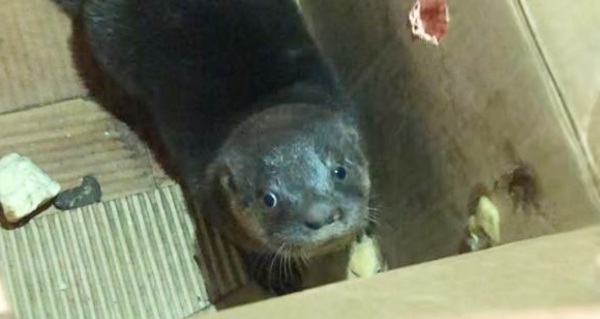 Lobopé que era ofrecido por G. 800 mil fue rescatado tras compra simulada