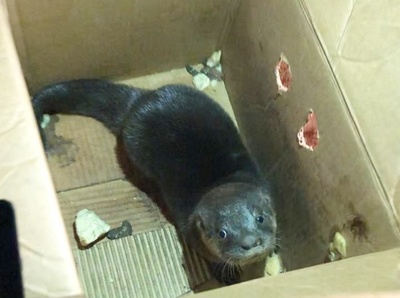 Rescatan a lobopé que era ofrecido en las redes por G. 800 mil