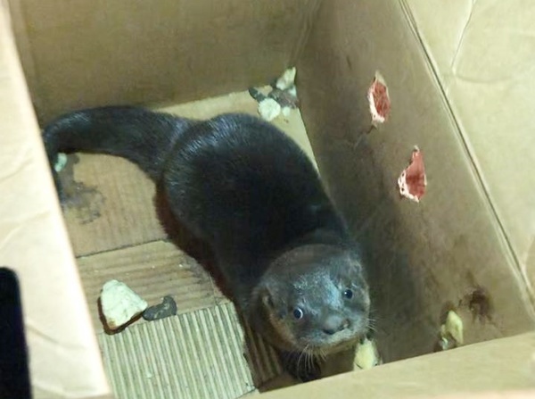 Rescatan a lobopé que era ofrecido en las redes por G. 800 mil