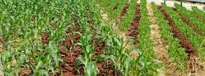 La importancia de los microorganismos en el desarrollo de las plantas