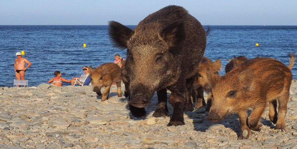 ¿Qué? Doce jabalíes invadieron una playa en Rusia (VIDEO)