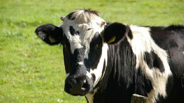 Indultada una vaca que se escapó de un matadero en Los Ángeles