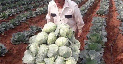 La Nación / Productores de Central y Paraguarí reportan buenos resultados productivos