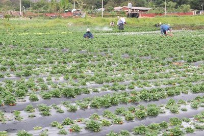 Crónica / Este año la producción de frutillas “fue bendecida”