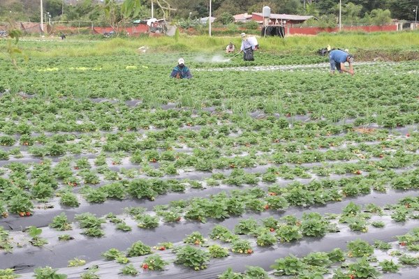 Crónica / Este año la producción de frutillas “fue bendecida”