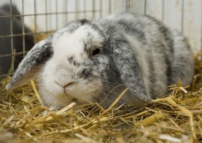 Conejos con la cabeza inclinada: ¿Inflamación o parásitos? - Mascotas - ABC Color