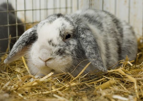 Conejos con la cabeza inclinada: ¿Inflamación o parásitos? - Mascotas - ABC Color