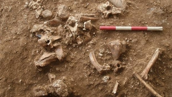 Hallan en Israel una nueva especie humana desconocida