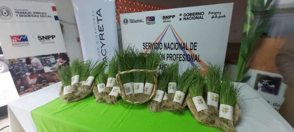 CON “KOGA TEMBI´URÔ INICIAN DISTRIBUCIÓN GRATUITA DE PLANTÍNES DE CEBOLLA DE BULBO