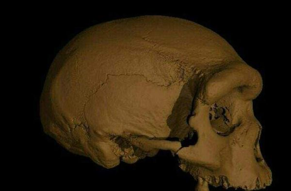 El cráneo de Harbin es una nueva especie humana, ¿la más cercana a nosotros? - Ciencia - ABC Color