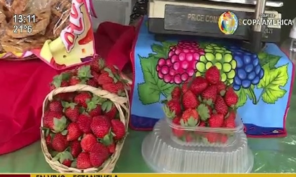 A una semana de la Expo Frutilla en Estanzuela - Areguá - SNT