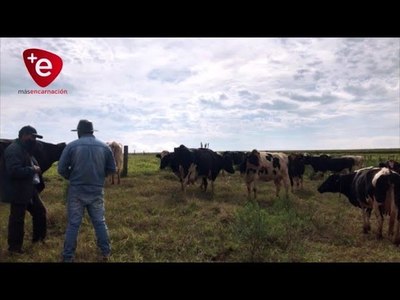 CAMBYRETÁ: CON LA ADQUISICIÓN DE MÁS ANIMALES, AVANZA CON ÉXITO EL PROGRAMA DE PRODUCCIÓN DE LECHE