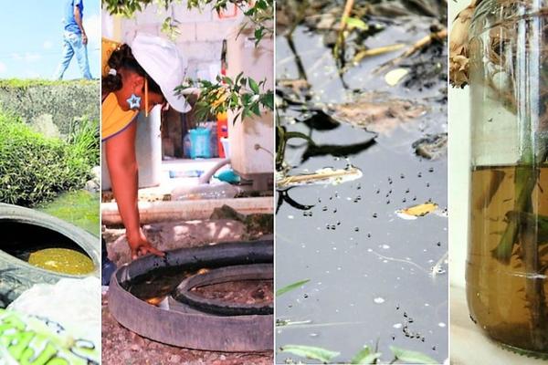 Instan a la limpieza de los hogares para prevenir la Leishmaniosis y el Dengue – Prensa 5