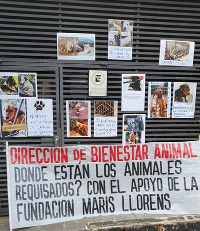 Activistas animaleros se manifiestan frente a Defensa Animal - Nacionales - ABC Color