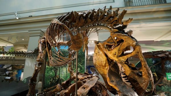 Dinosaurios se adaptaron bien al clima ártico tras hallar una “sala de maternidad”, según estudio | Ñanduti