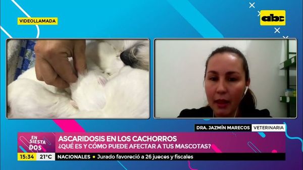 ¿Qué es la ascaridosis y cómo puede afectar a tus mascotas? - Ensiestados - ABC Color