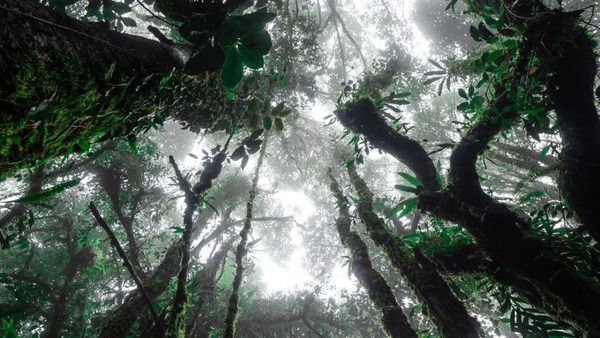 Crean ‘superárboles’ genéticamente modificados que absorben grandes cantidades del CO2 | Ñanduti