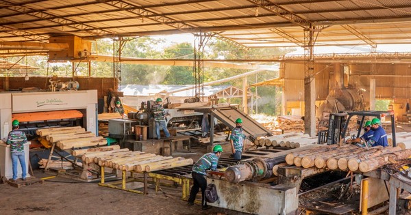 La Nación / El lunes se inician actividades por la Semana de la Madera