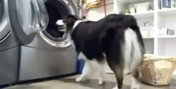 ¡Aww! Lo que hace este perrito te enamorará