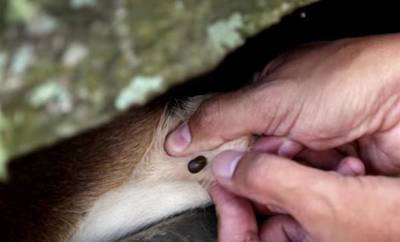 Una combinación clave como herramienta para combatir la garrapata