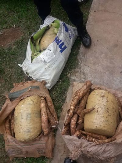 Detienen en un bus a dos hombres que transportaban 50 kilos de marihuana - Nacionales - ABC Color