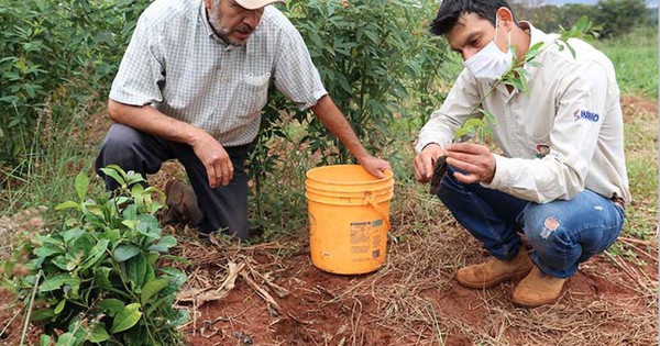 La Nación / Agricultura sustentable en zonas de pobreza