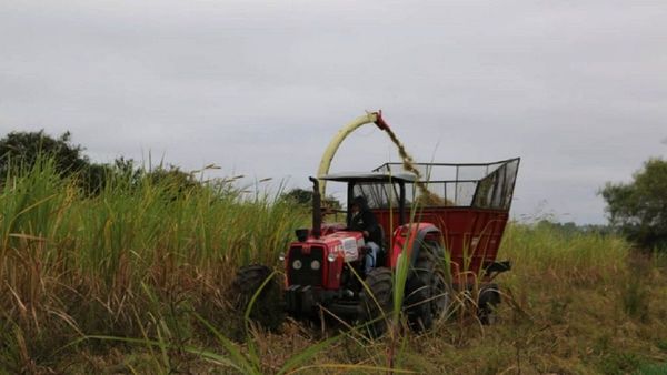 Productores de Ñeembucú reciben asistencia del Gobierno