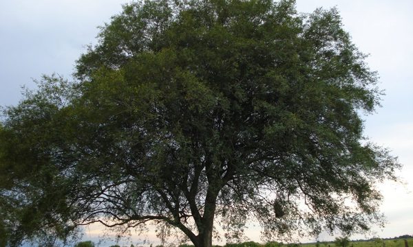 Las maderas duras y la naturaleza