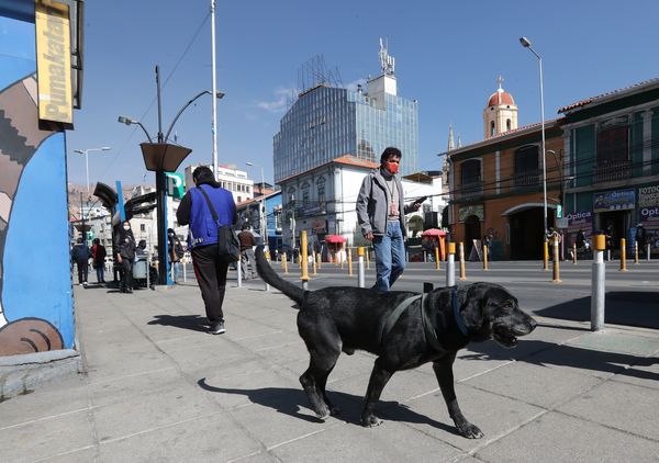 "Don Alonso", el perro que ama viajar en el transporte municipal de La Paz - MarketData