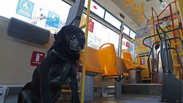Don Alonso, el perro que ama viajar en el transporte municipal de La Paz