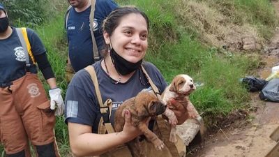 Bomberos salvaron la vida de perritos que cayeron en una zanja
