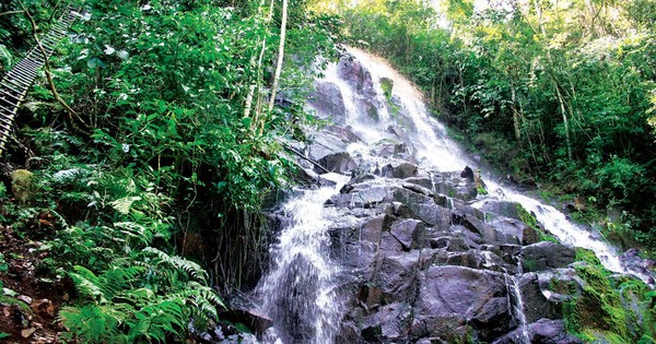 La Nación / Itaipú insta a reflexionar sobre importancia del cuidado de los bosques