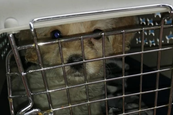 Rescatan a 16 perros tras denuncia por maltrato animal