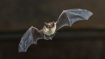 Científicos detectan un virus letal en dos especies de murciélagos en la India | Ñanduti