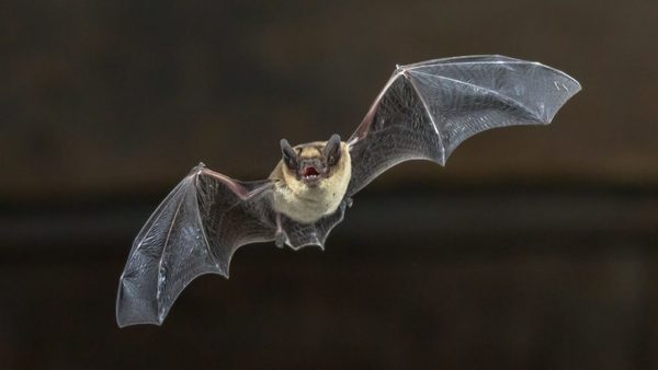 Científicos detectan un virus letal en dos especies de murciélagos en la India | Ñanduti