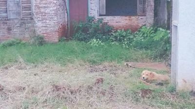 Perrita no abandonó la casa de su dueña fallecida por COVID