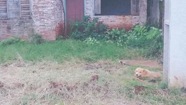 Perrita no abandonó la casa de su dueña fallecida por COVID