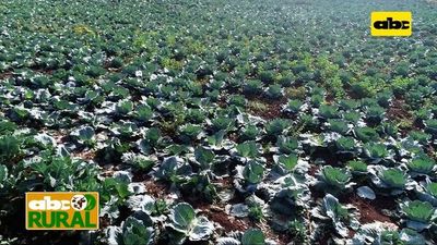 Abc Rural: Sistema de riego subterráneo para horticultura y sus ventajas - ABC Rural - ABC Color