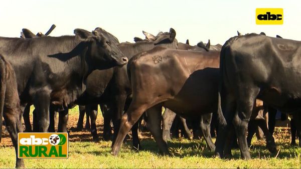 Abc Rural: Aumento de preñez y manejo nutricional de hembras Brangus Negras - ABC Rural - ABC Color