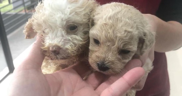 La Nación / Fiscalía allanó criadero y rescató 16 perros tras denuncia por maltrato animal