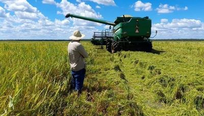 Arrozales del Chaco, el proyecto que apostó al cultivo de arroz en suelo chaqueño ya exporta casi el 100% de su producción