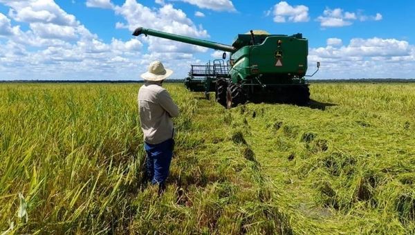Arrozales del Chaco, el proyecto que apostó al cultivo de arroz en suelo chaqueño ya exporta casi el 100% de su producción