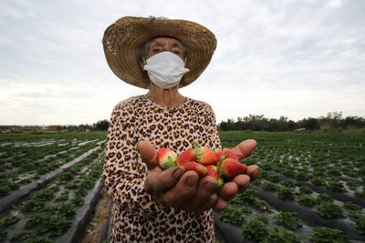 Crónica / EJEMPLO DE GUAPEZA, 88 años con un fuerte sabor a frutilla