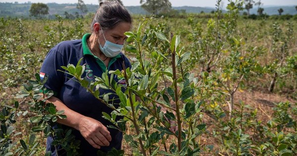 La Nación / Sector yerbatero atraviesa buen momento en envíos y precios