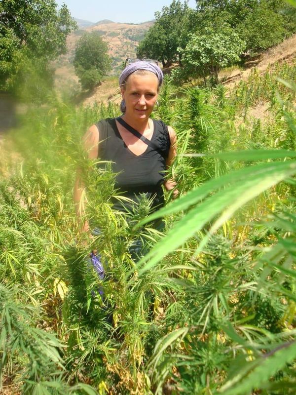 El cannabis es una oportunidad para los países que trabajan con seriedad - Nacionales - ABC Color