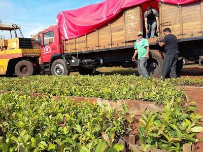 Sector yerbatero atraviesa buen momento en envíos y precios