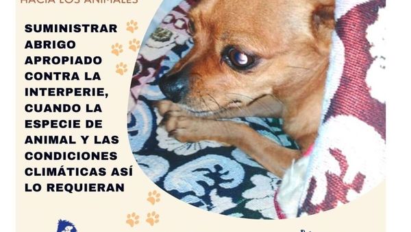 Advierten que dueños deben abrigar a las mascotas en los días de frío