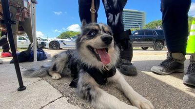 “Óreo” y otros 60 rescatistas buscan a supervivientes en el derrumbe en Miami - Mundo - ABC Color