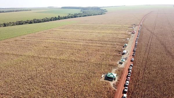 Agricultores en alerta ante anuncio de heladas - ABC en el Este - ABC Color